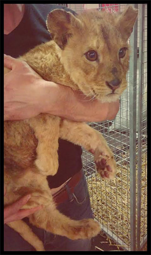 La semaine des listes au campus Saint-Ambroise 